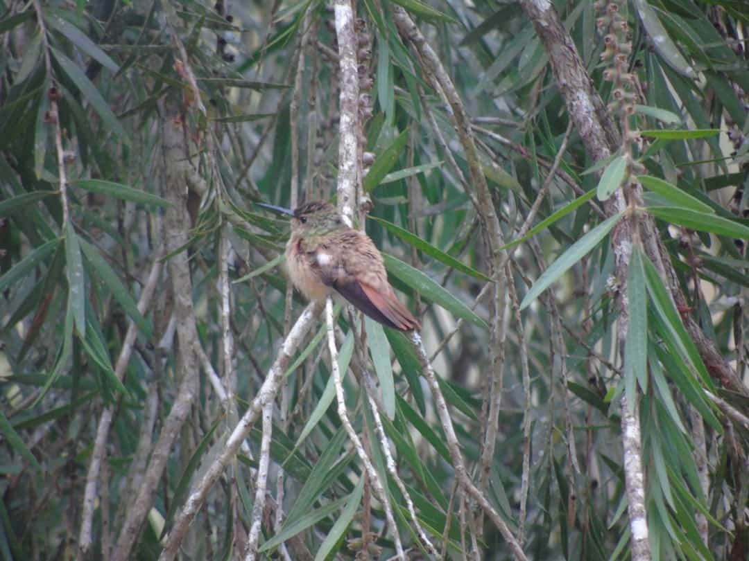 Chestnut-bellied Hummingbird - ML316781701