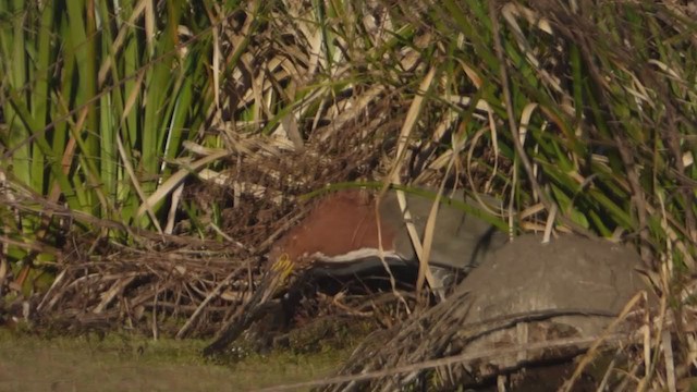 Rufescent Tiger-Heron - ML316783551