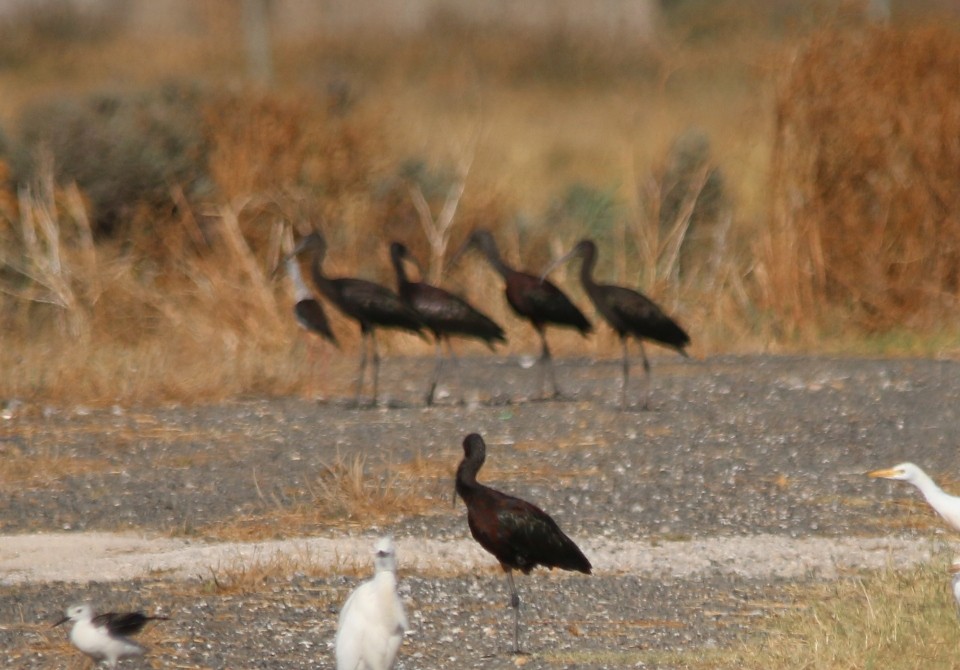 Glossy Ibis - ML31678441