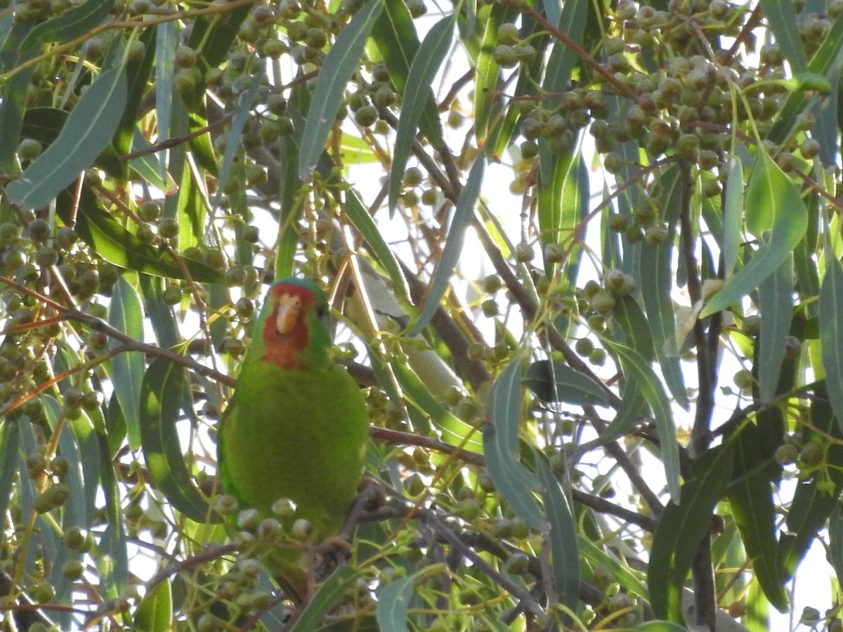 Swift Parrot - ML316784561