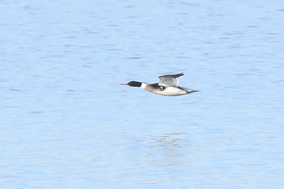 Red-breasted Merganser - ML316784801