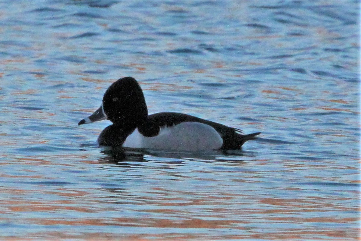 Ring-necked Duck - Ana Luisa Santo