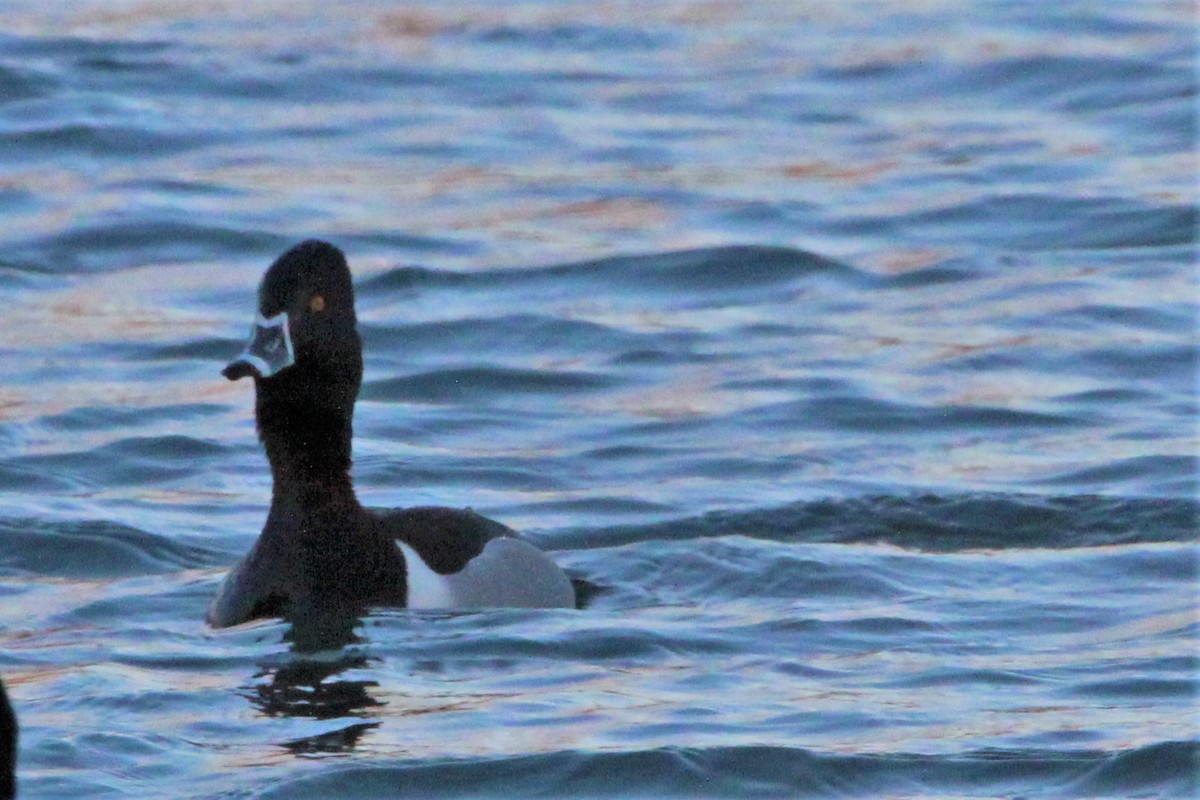 Ring-necked Duck - Ana Luisa Santo