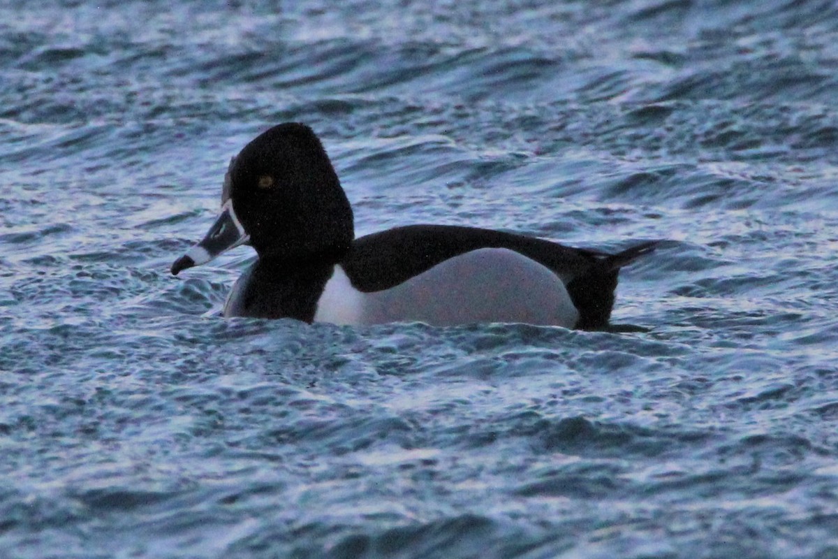 Ring-necked Duck - Ana Luisa Santo