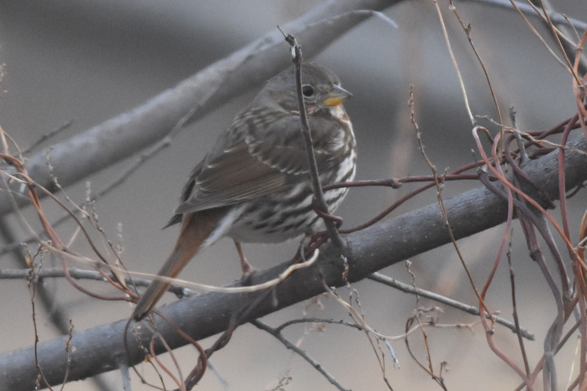 Fox Sparrow (Red) - ML316785611