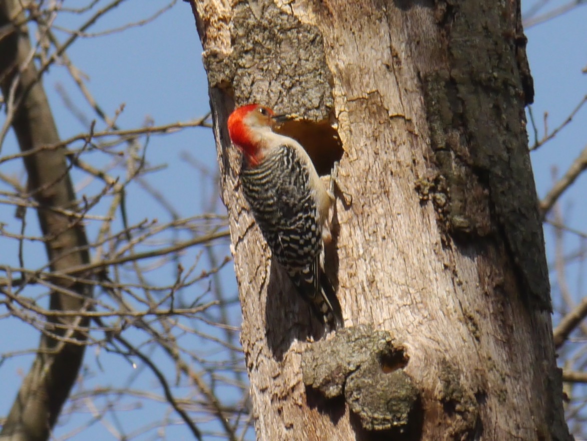Red-bellied Woodpecker - ML316786081