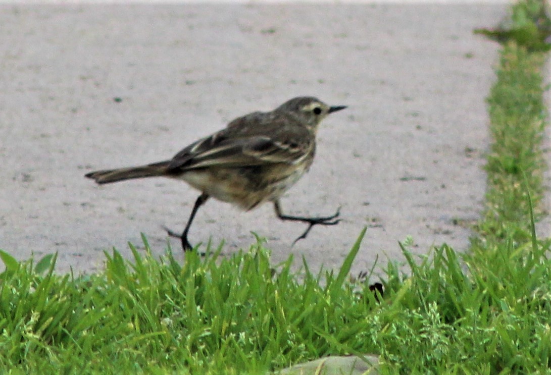 American Pipit - ML316787091