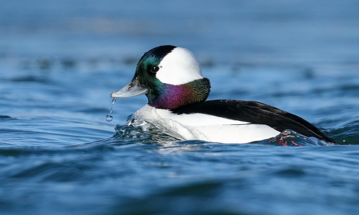 Bufflehead - ML316788461