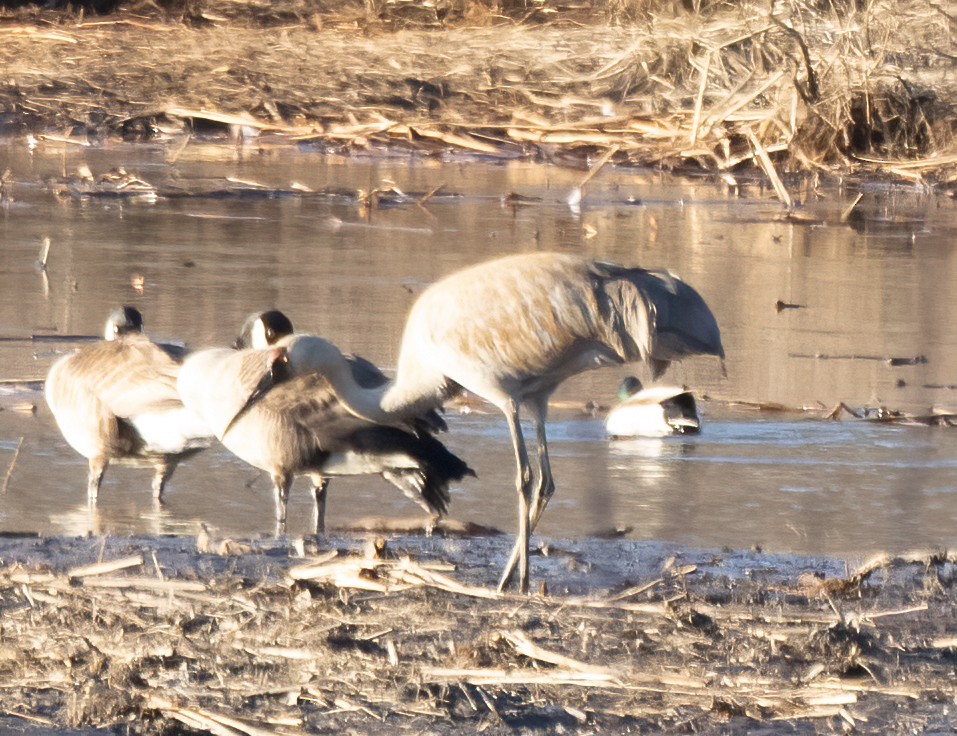 Sandhill Crane - Kalpesh Krishna