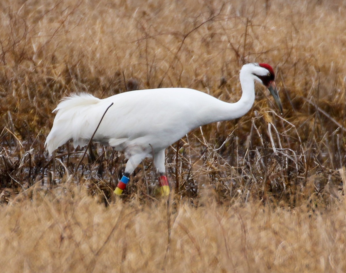 Whooping Crane - ML316794071