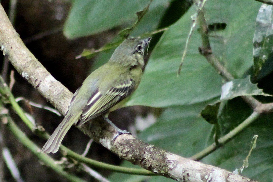 Yellow-olive Flatbill - ML316794591