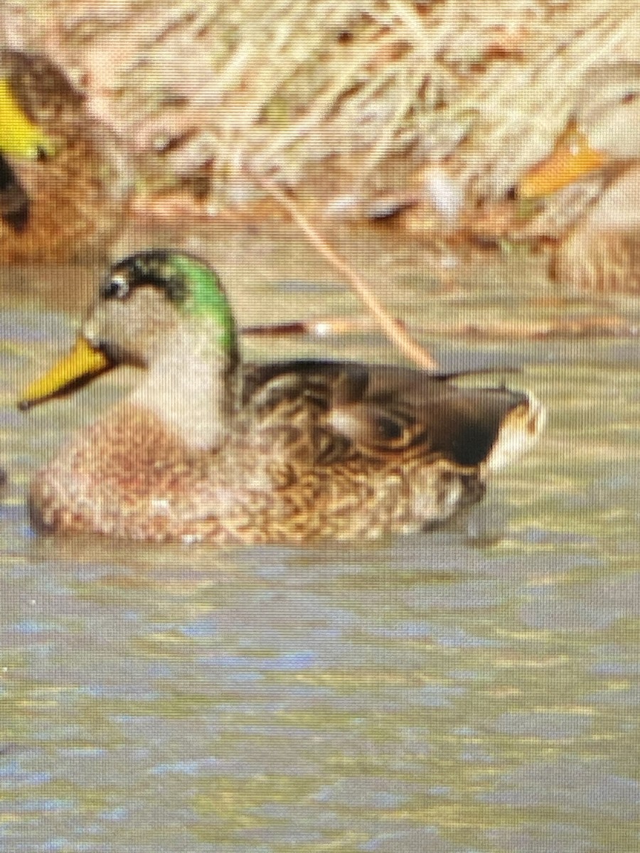 Mallard x Mexican Duck (hybrid) - ML316795331