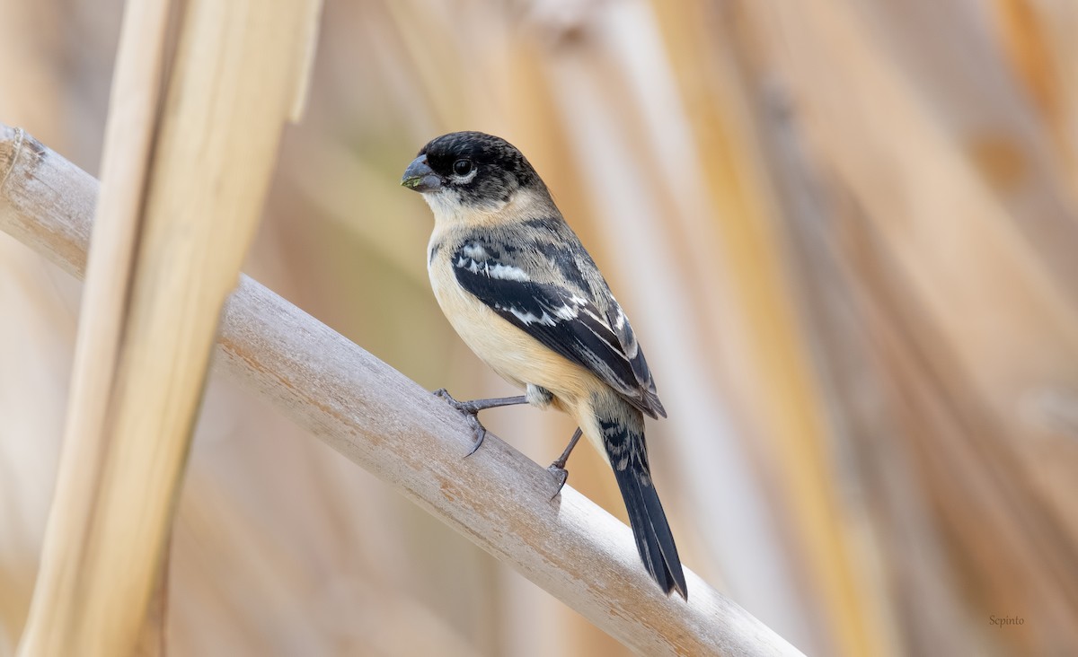 Morelet's Seedeater - Shailesh Pinto