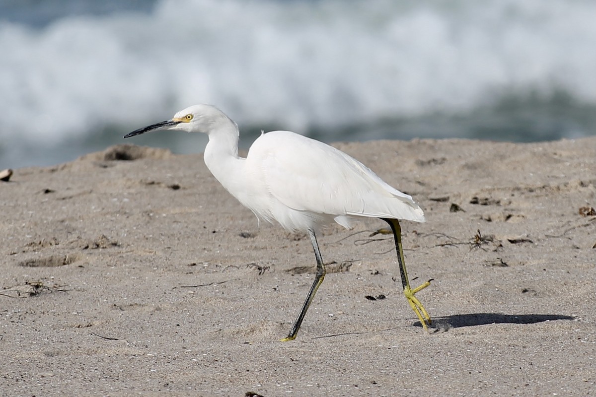 Snowy Egret - ML316799181
