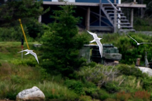 Sandwich Tern - Frank King