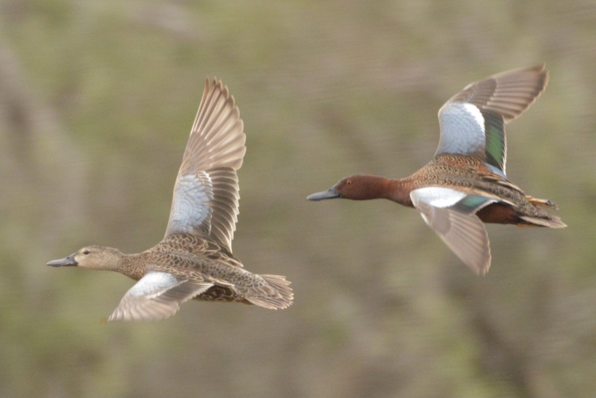 Cinnamon Teal - David Gersten