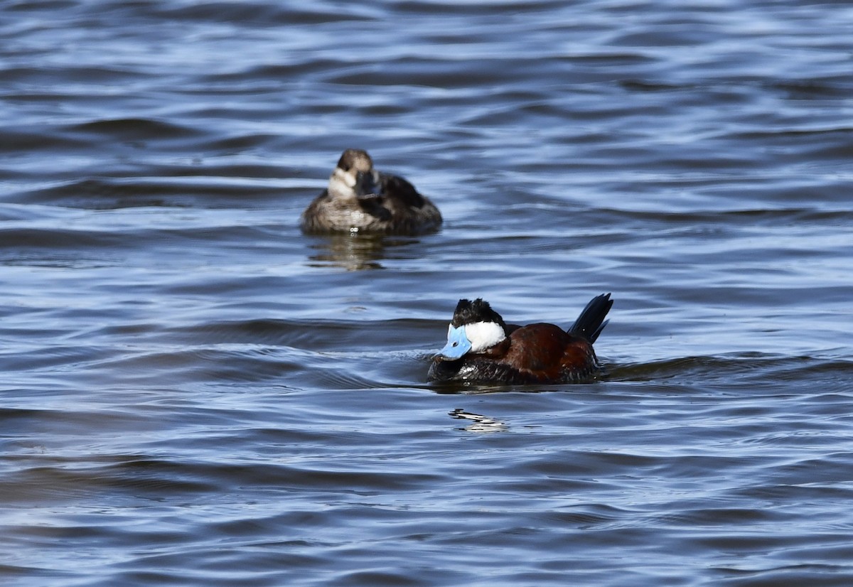 Ruddy Duck - ML316801631