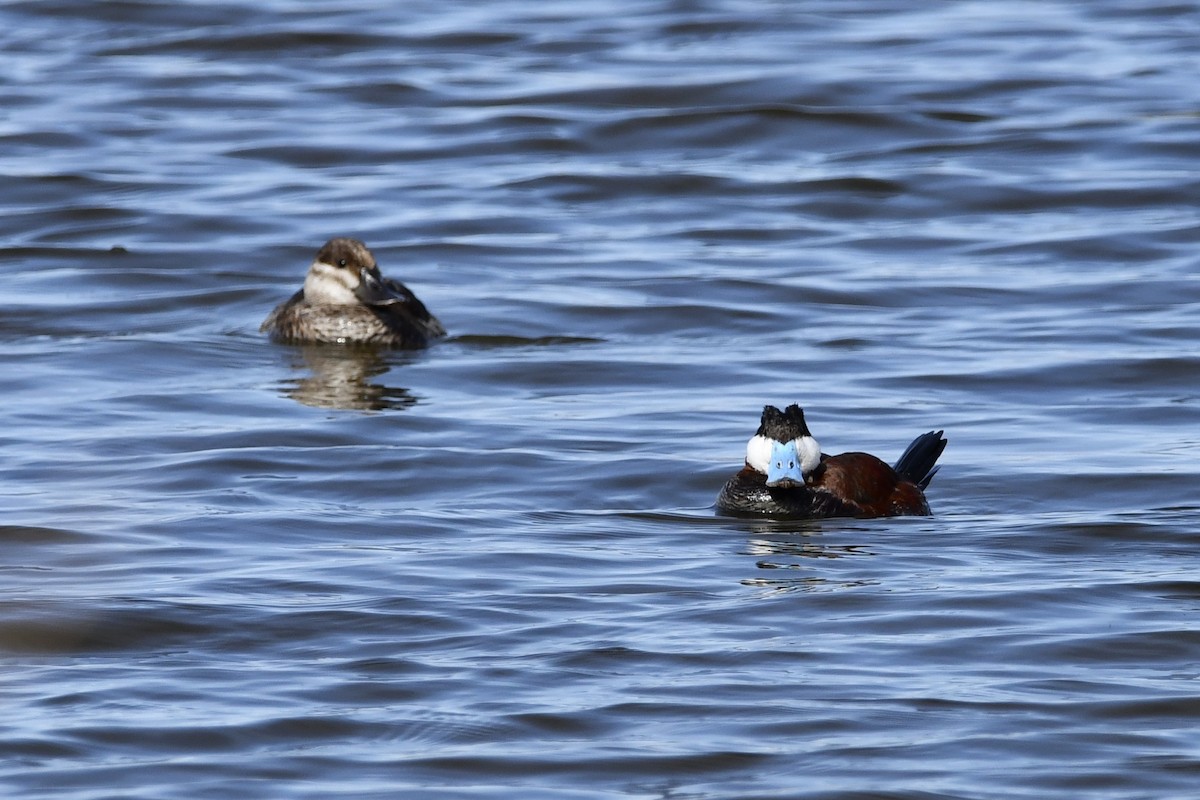 Ruddy Duck - ML316801641