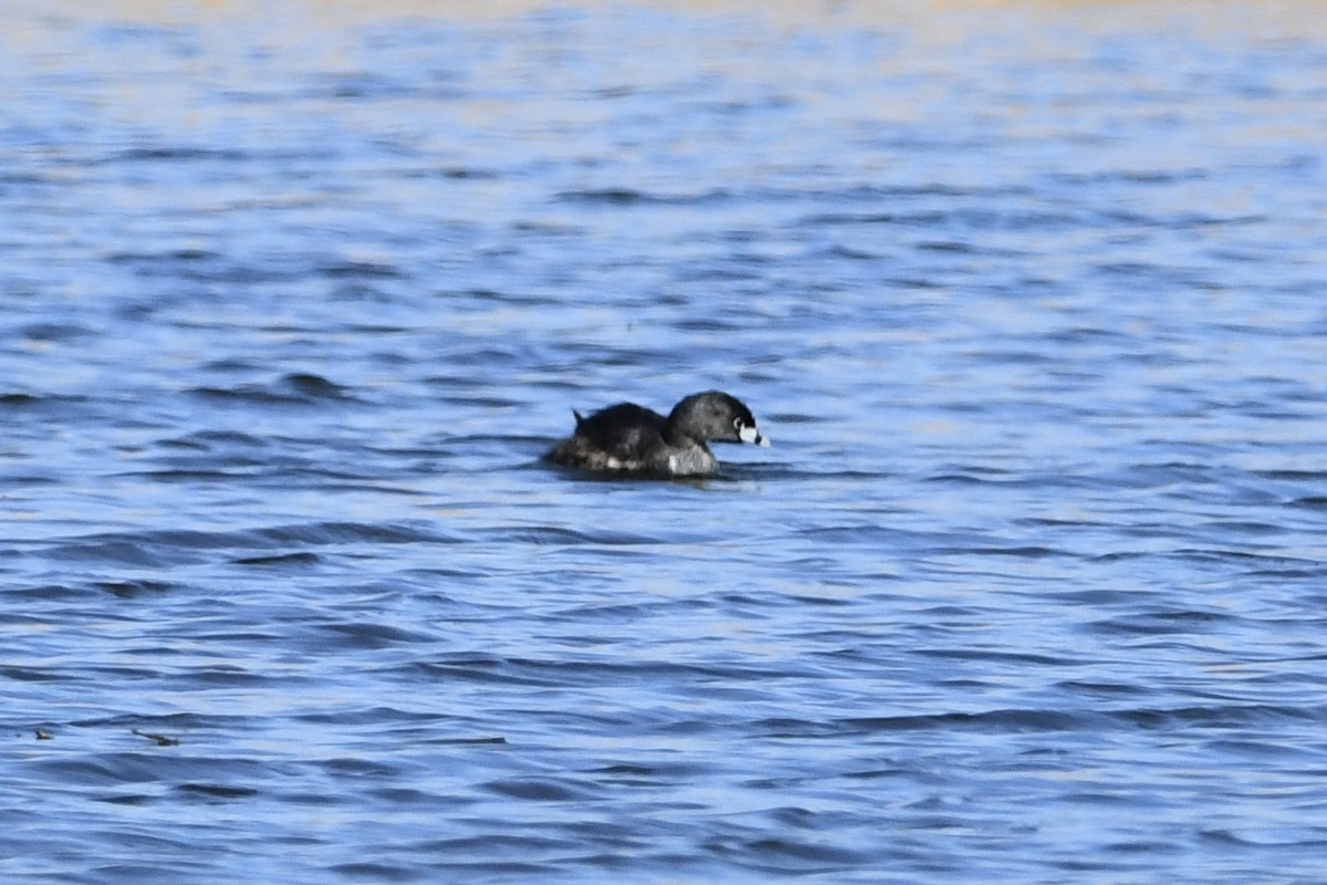 Pied-billed Grebe - ML316801721