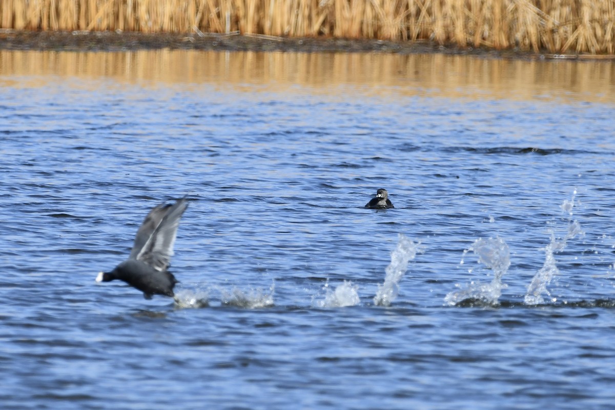 Pied-billed Grebe - ML316801781