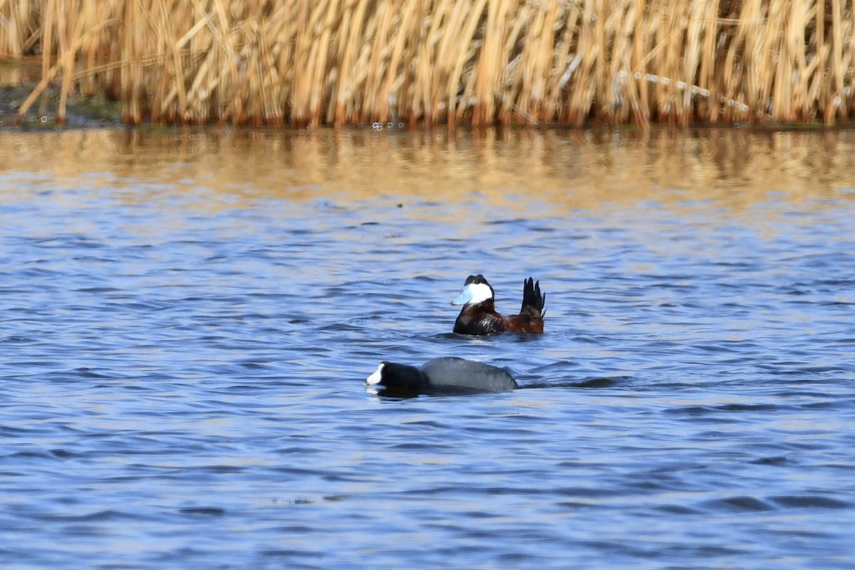 Ruddy Duck - ML316801821