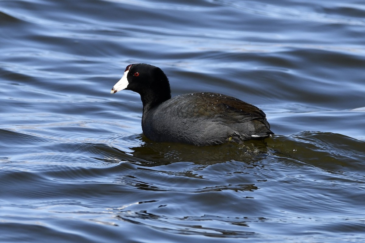 American Coot - ML316802021