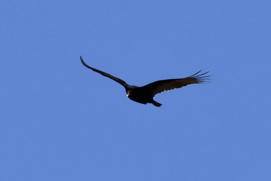 Turkey Vulture - ML316802091