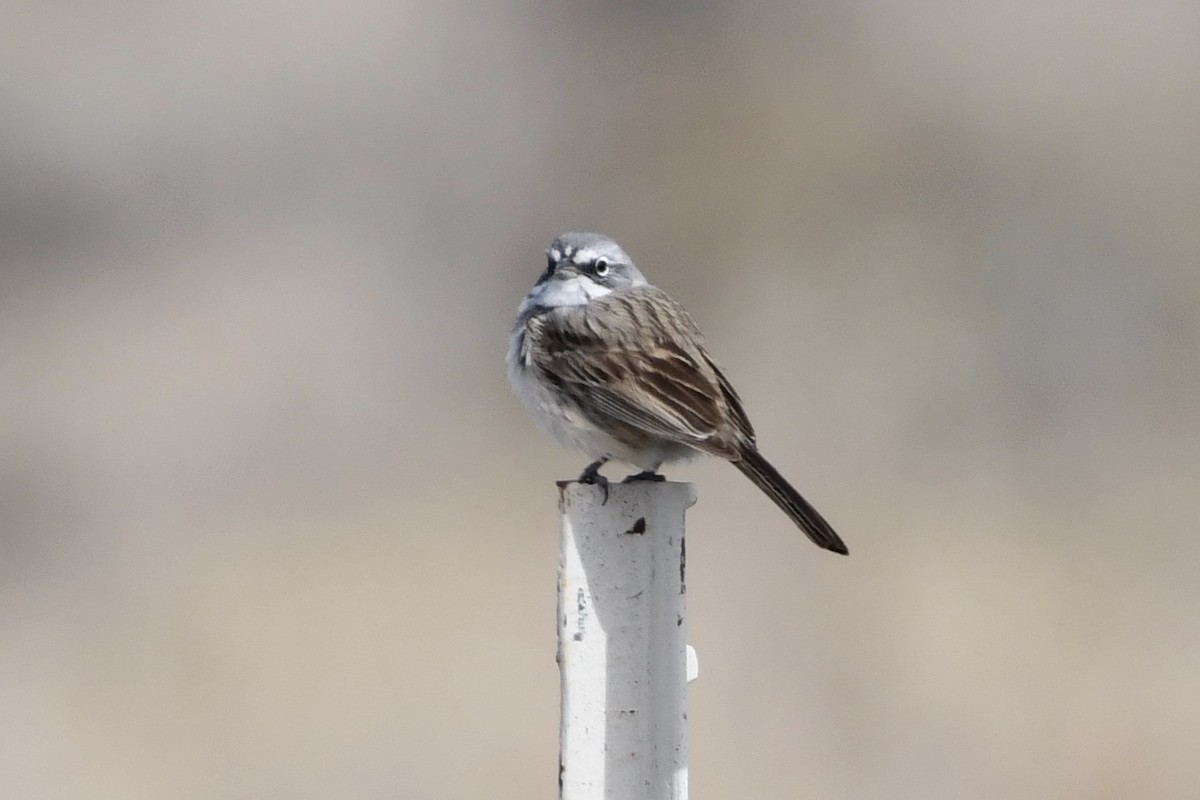 Sagebrush Sparrow - ML316802211