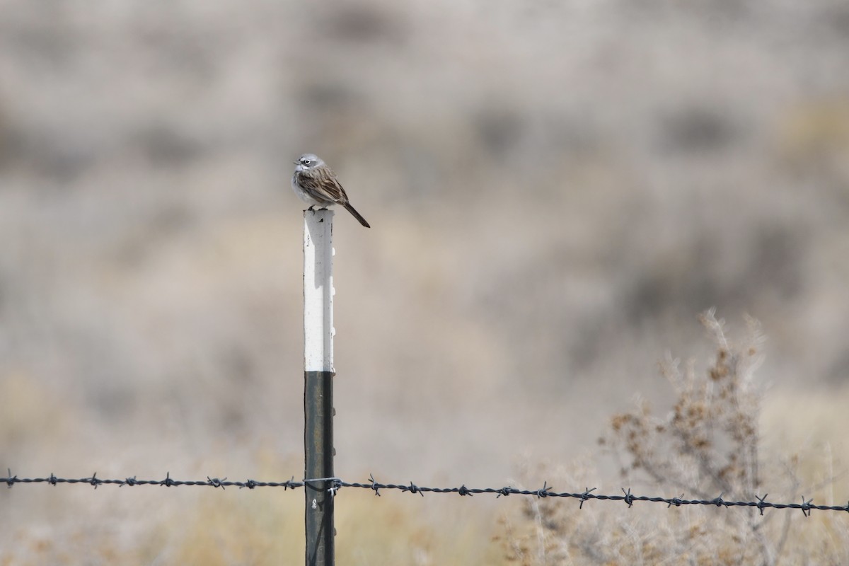 Sagebrush Sparrow - ML316802341