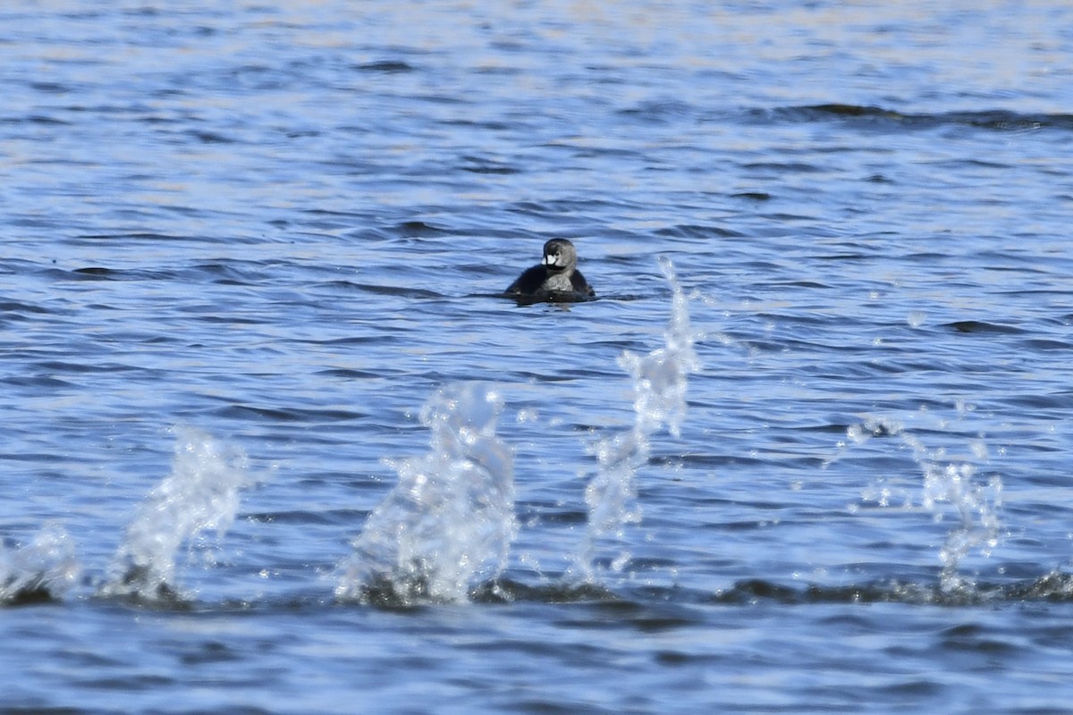 Pied-billed Grebe - ML316802851