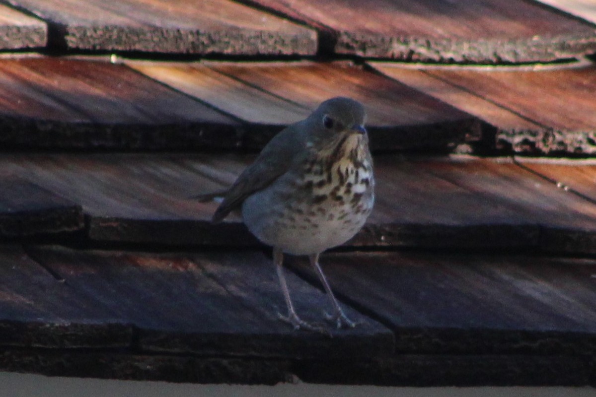 Hermit Thrush - ML316803231