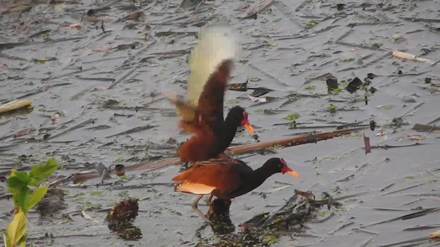 Wattled Jacana - ML316804421