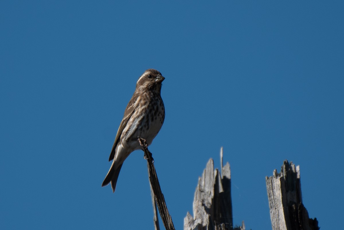 Purple Finch - David Miller