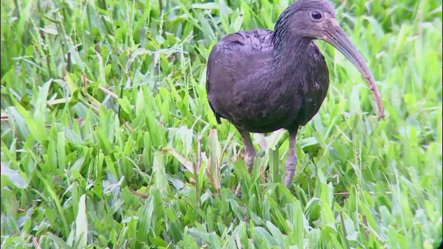 Green Ibis - ML316805011