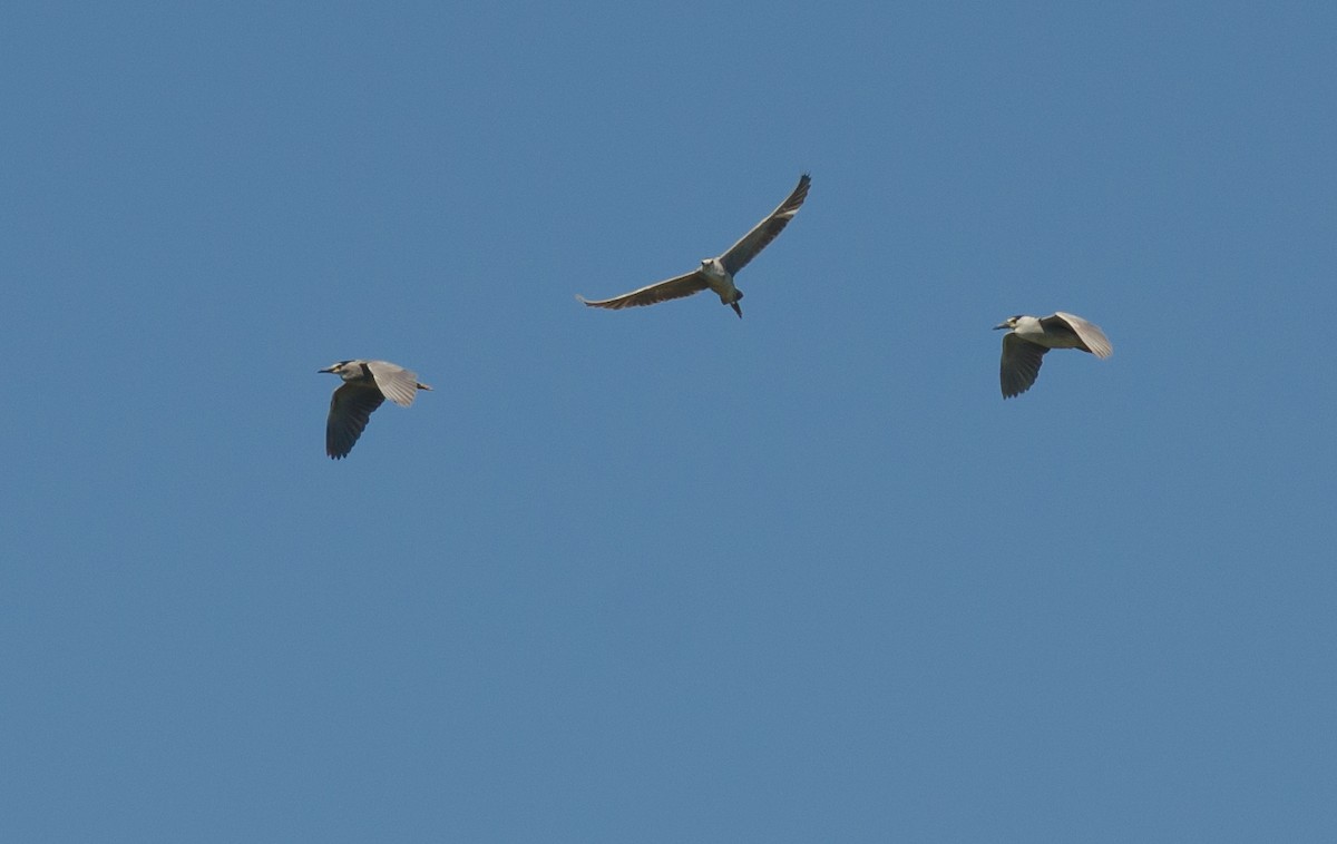 Black-crowned Night Heron - ML31680701