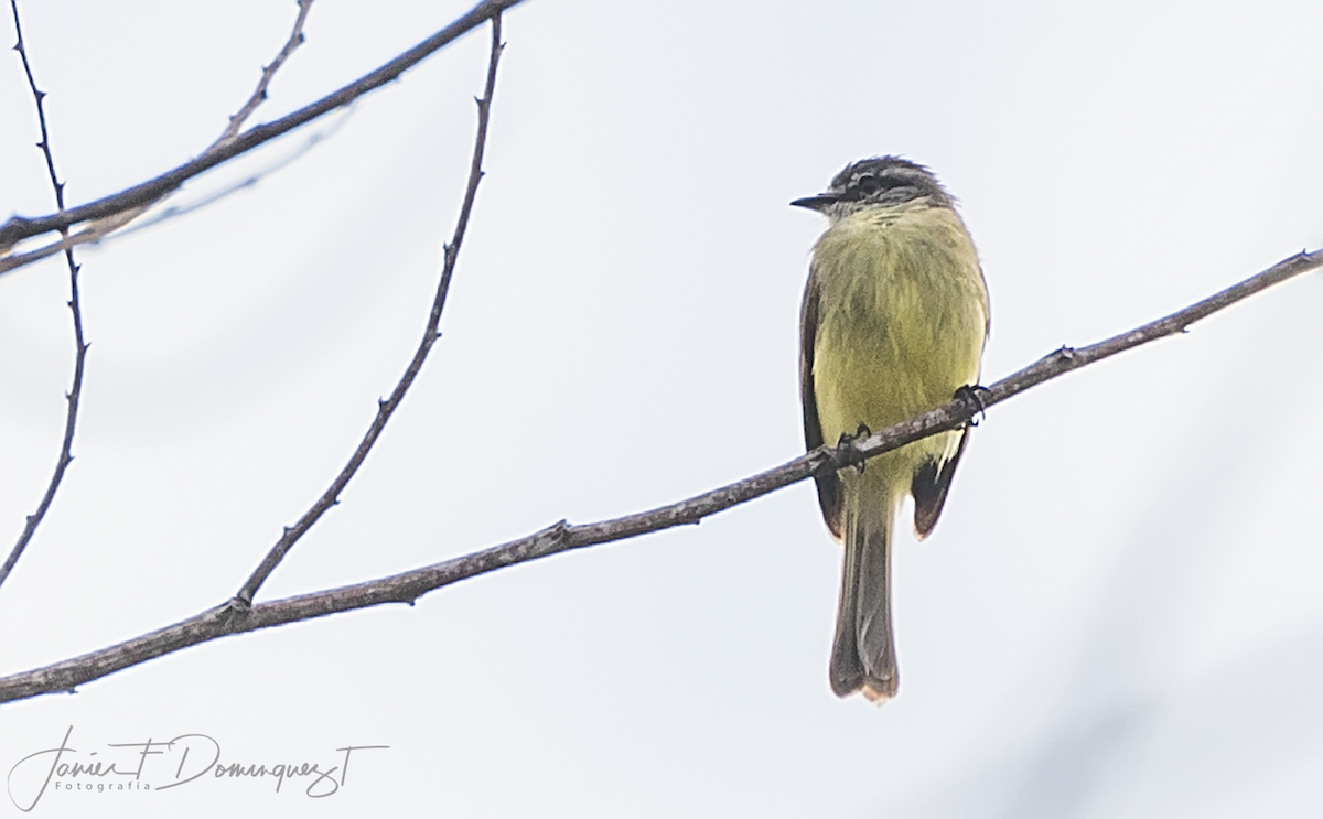 Sooty-headed Tyrannulet - ML316807341