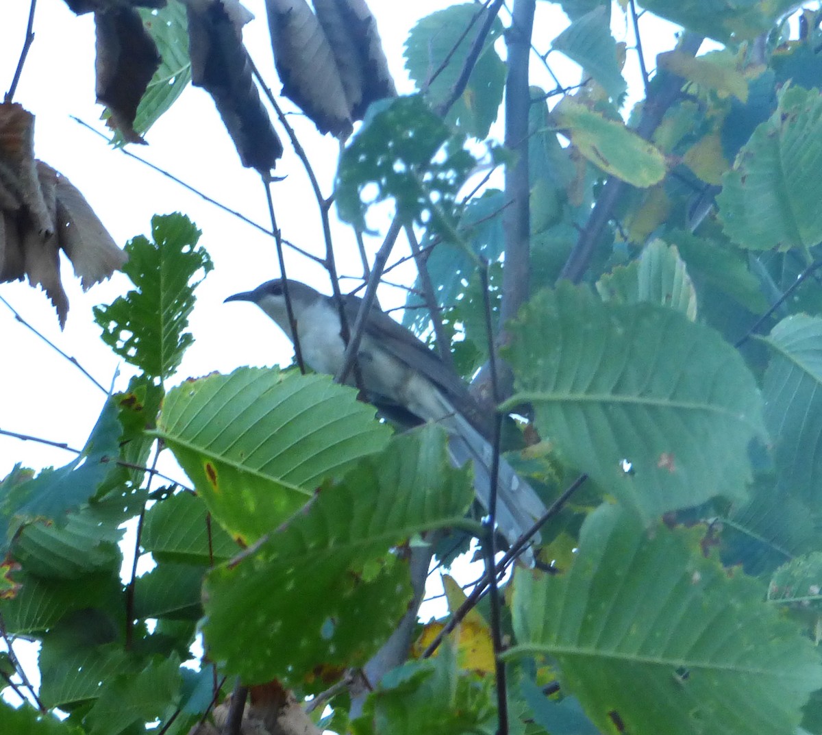 Black-billed Cuckoo - ML31680811