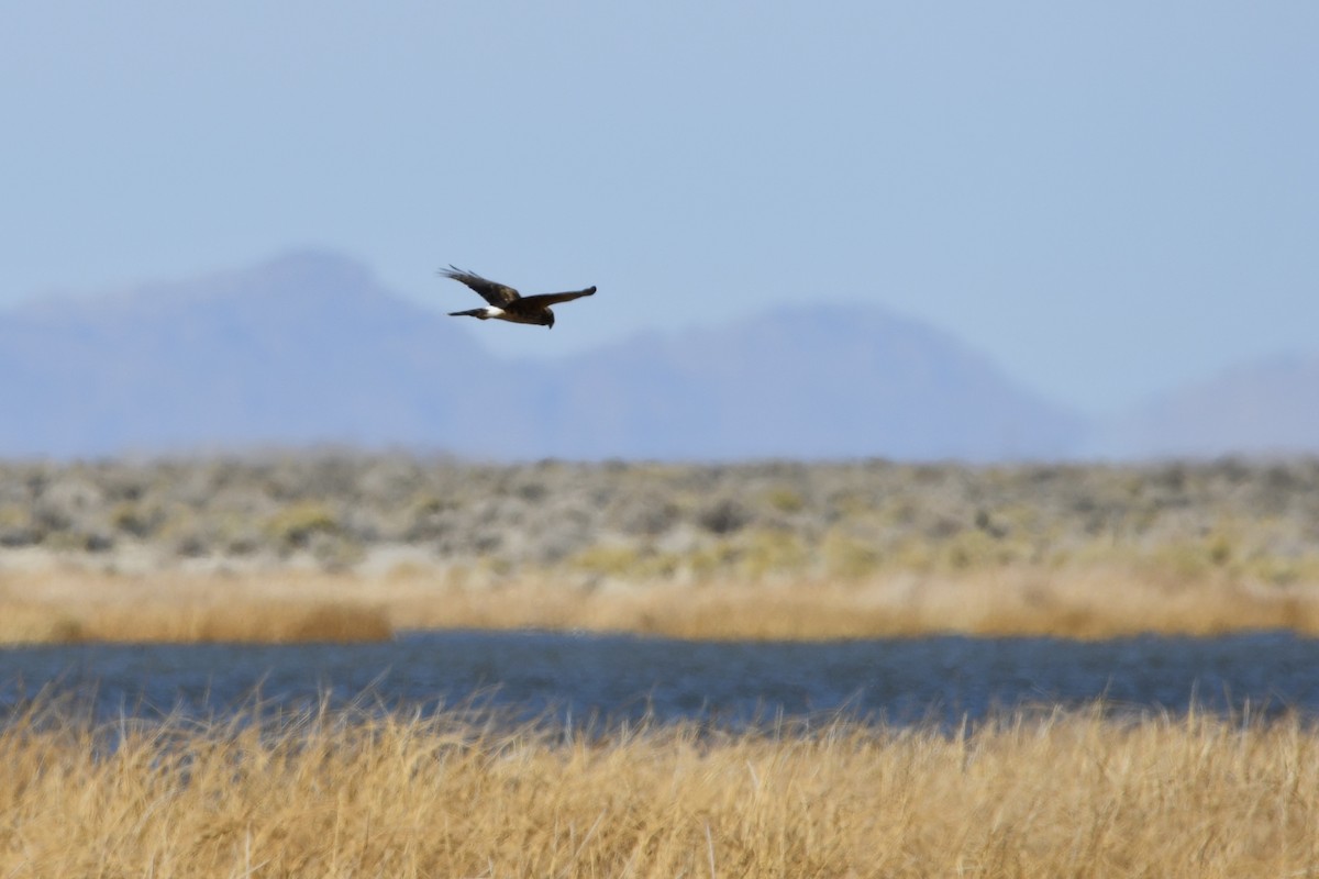Northern Harrier - ML316810291