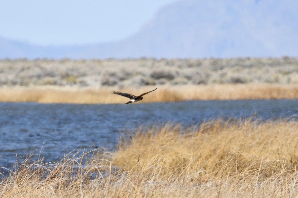 Northern Harrier - ML316810301