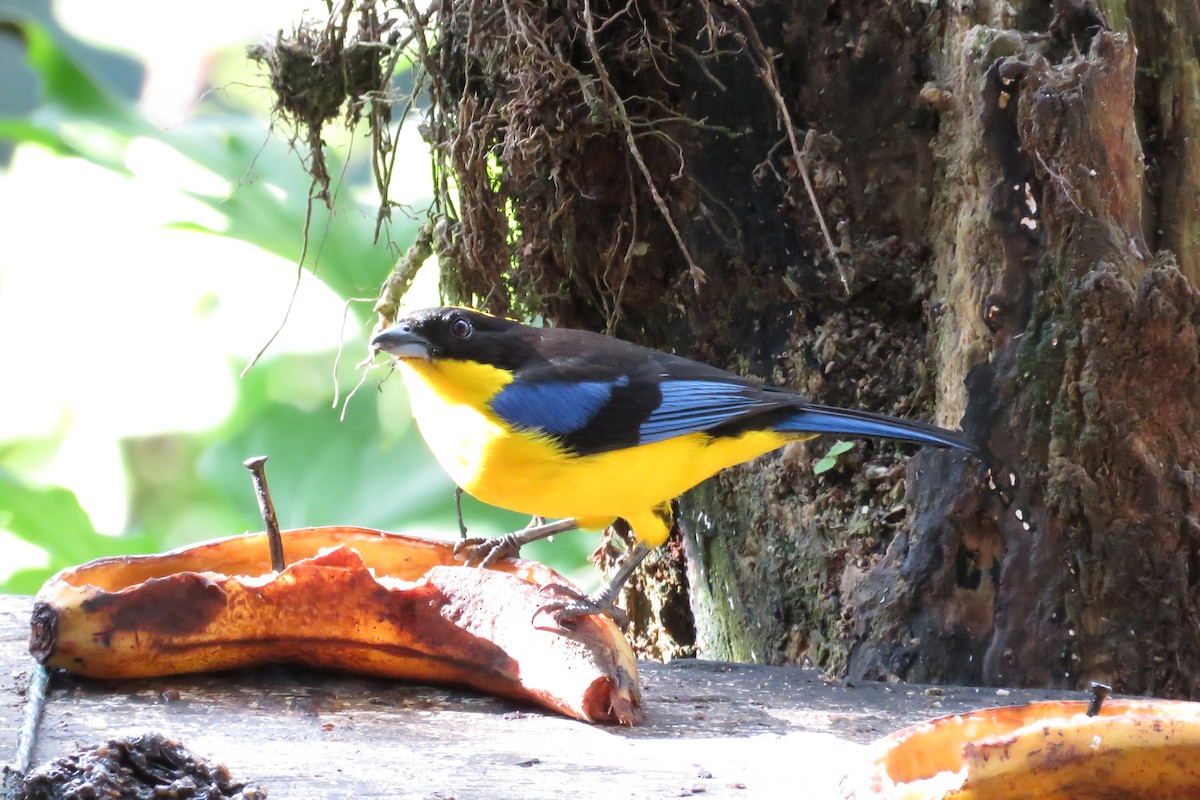 Blue-winged Mountain Tanager - Juan Pablo Arboleda