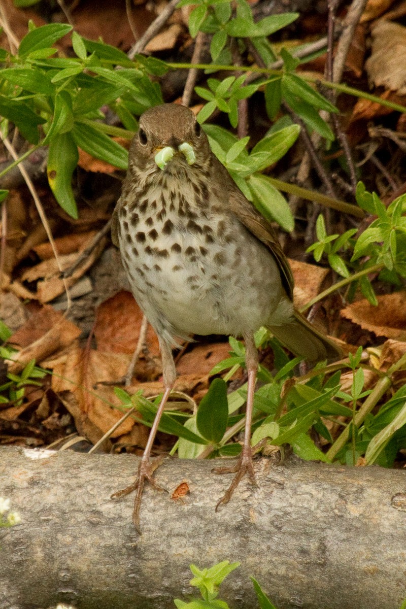 Hermit Thrush - ML316812651