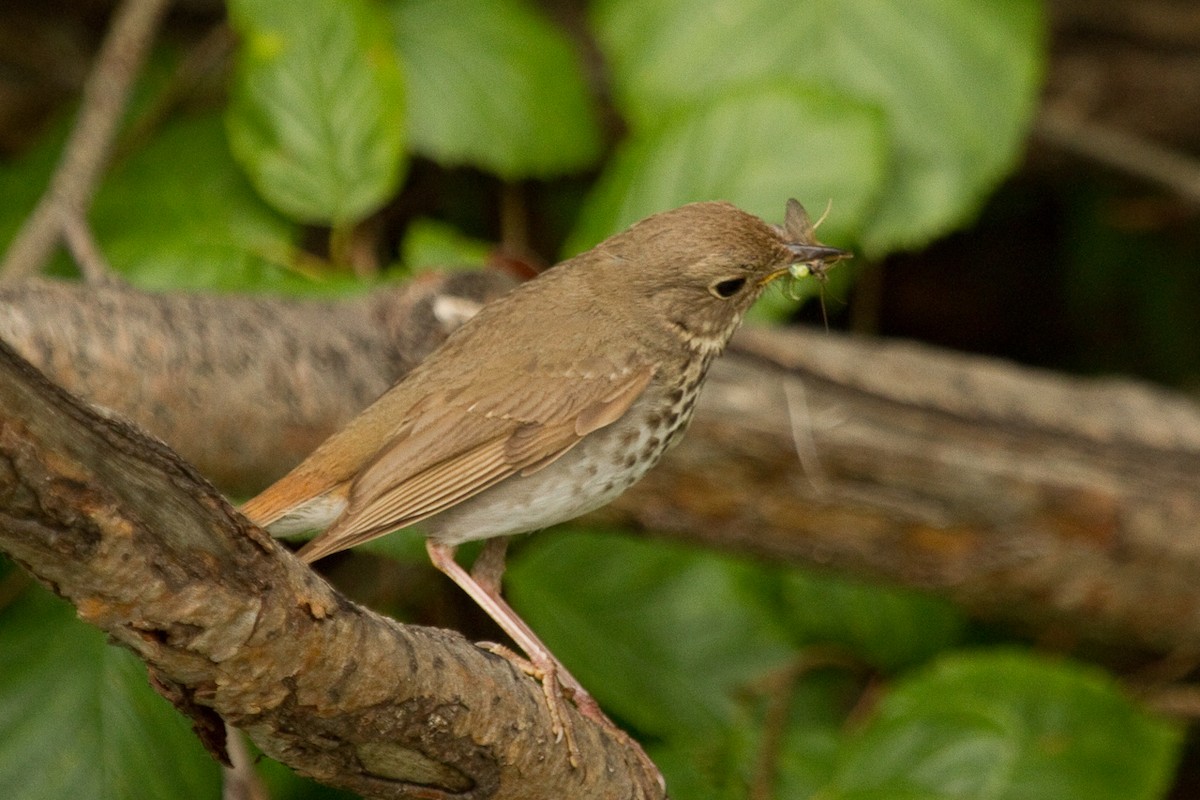 Hermit Thrush - ML316812661