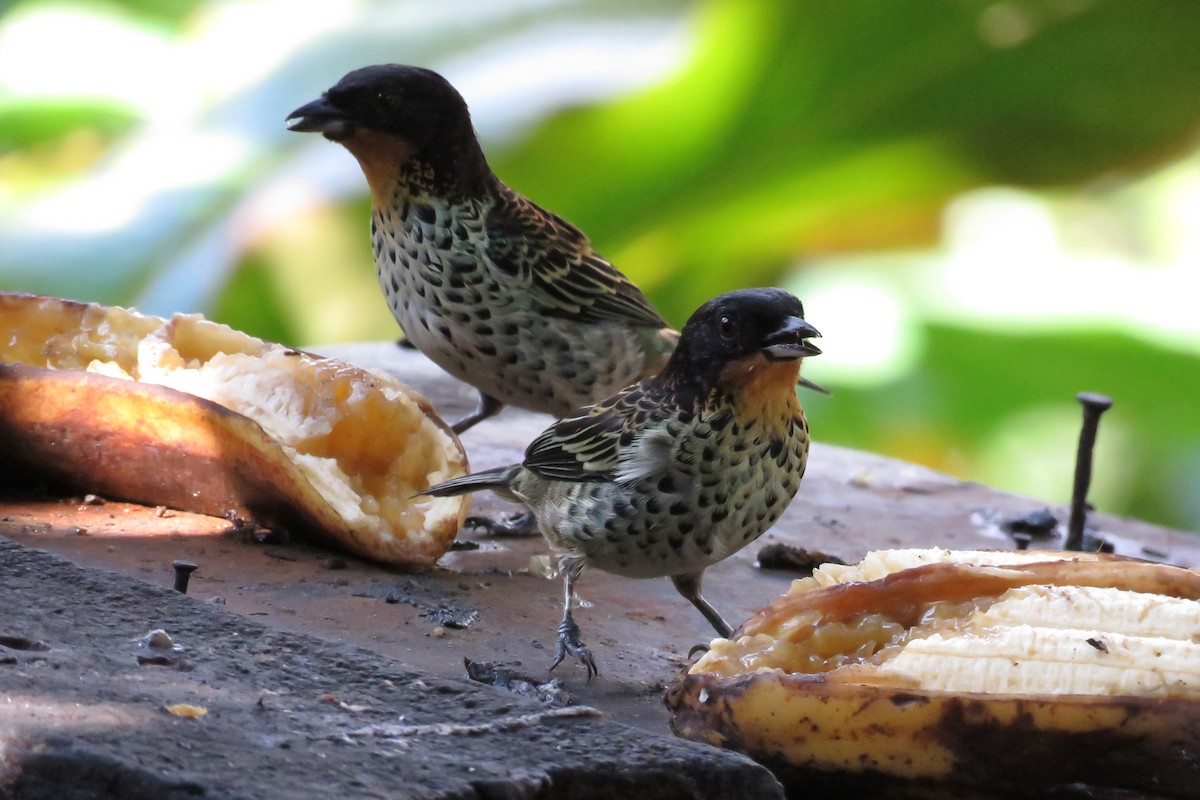 Rufous-throated Tanager - Juan Pablo Arboleda