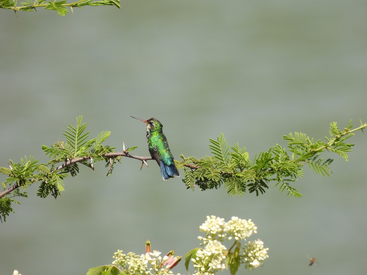 Glittering-bellied Emerald - ML316813151