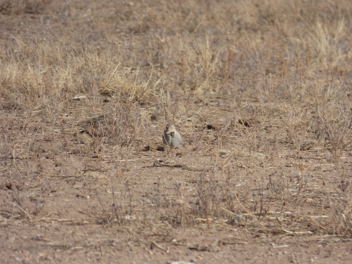 Thick-billed Longspur - ML316813281