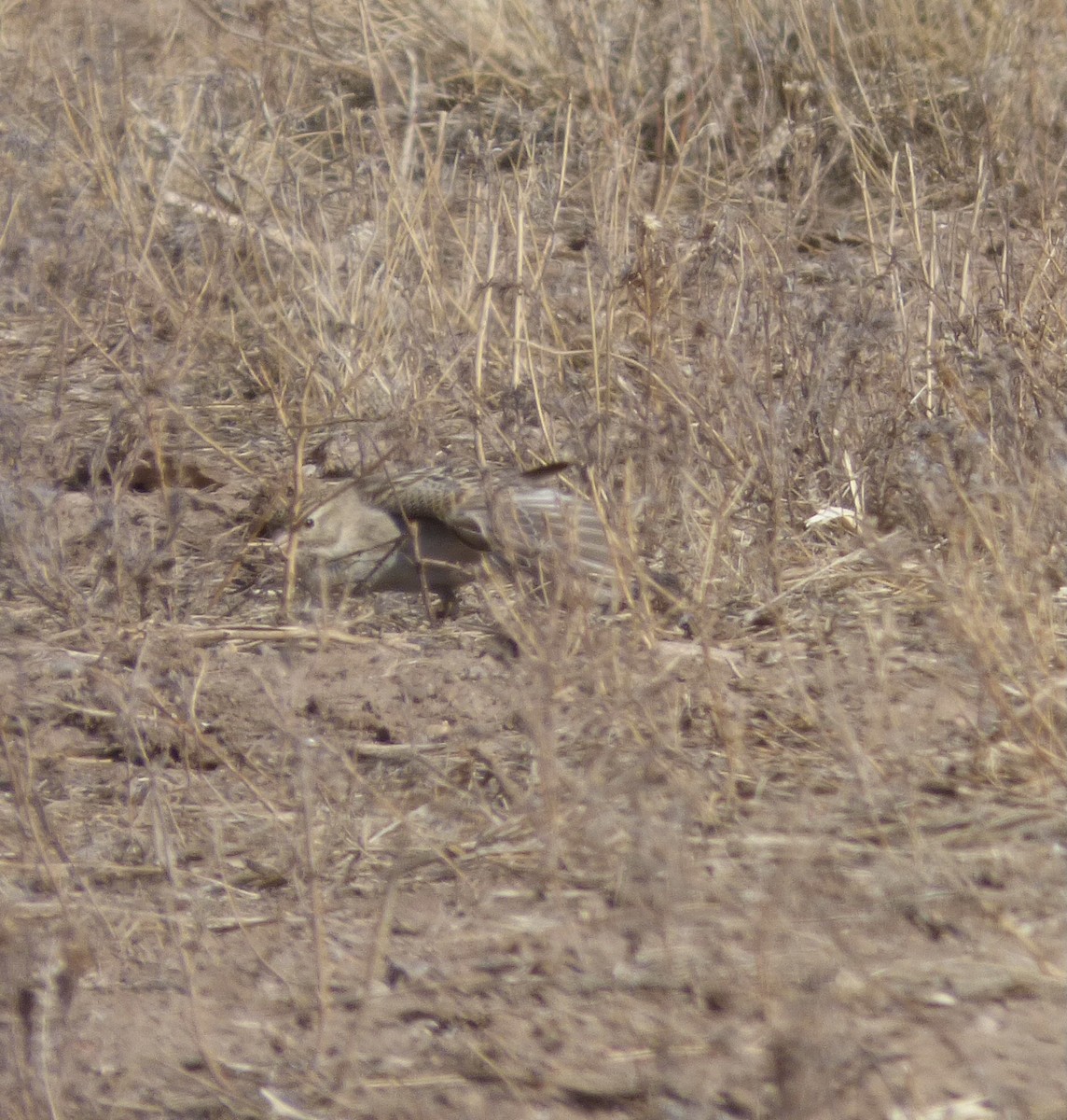 Thick-billed Longspur - ML316813491