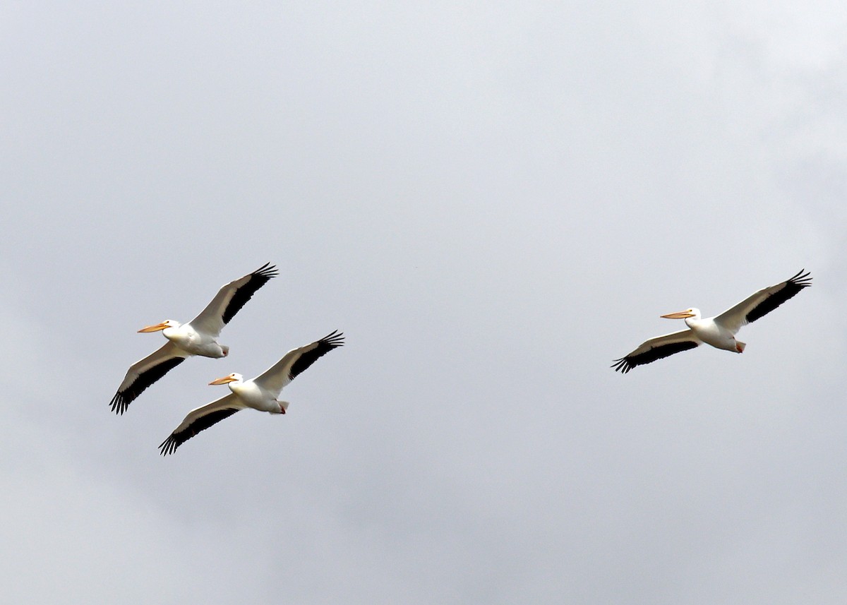 American White Pelican - Noreen Baker