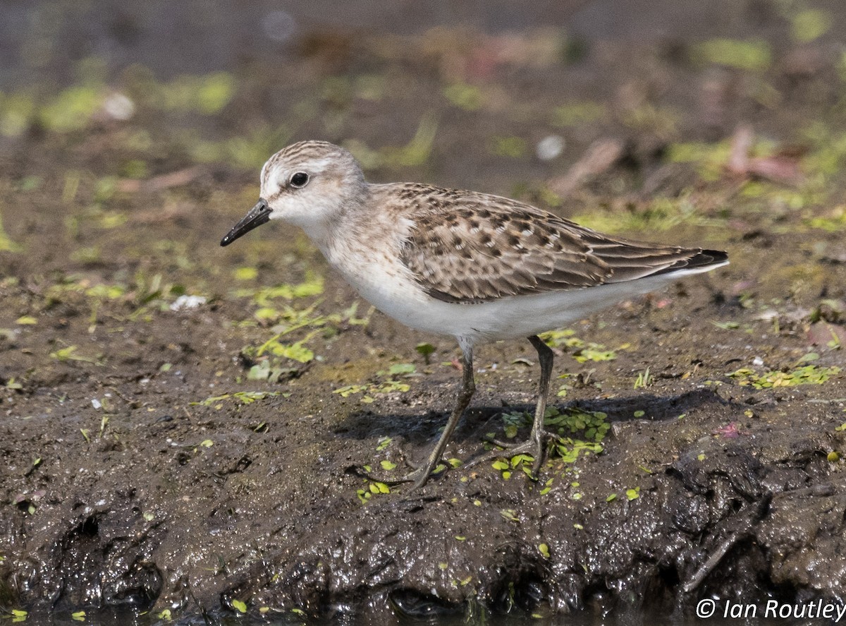 Semipalmated Sandpiper - ML31681841