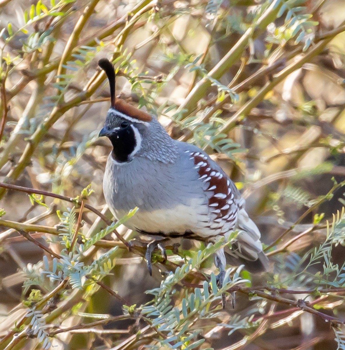 Gambel's Quail - ML316823261