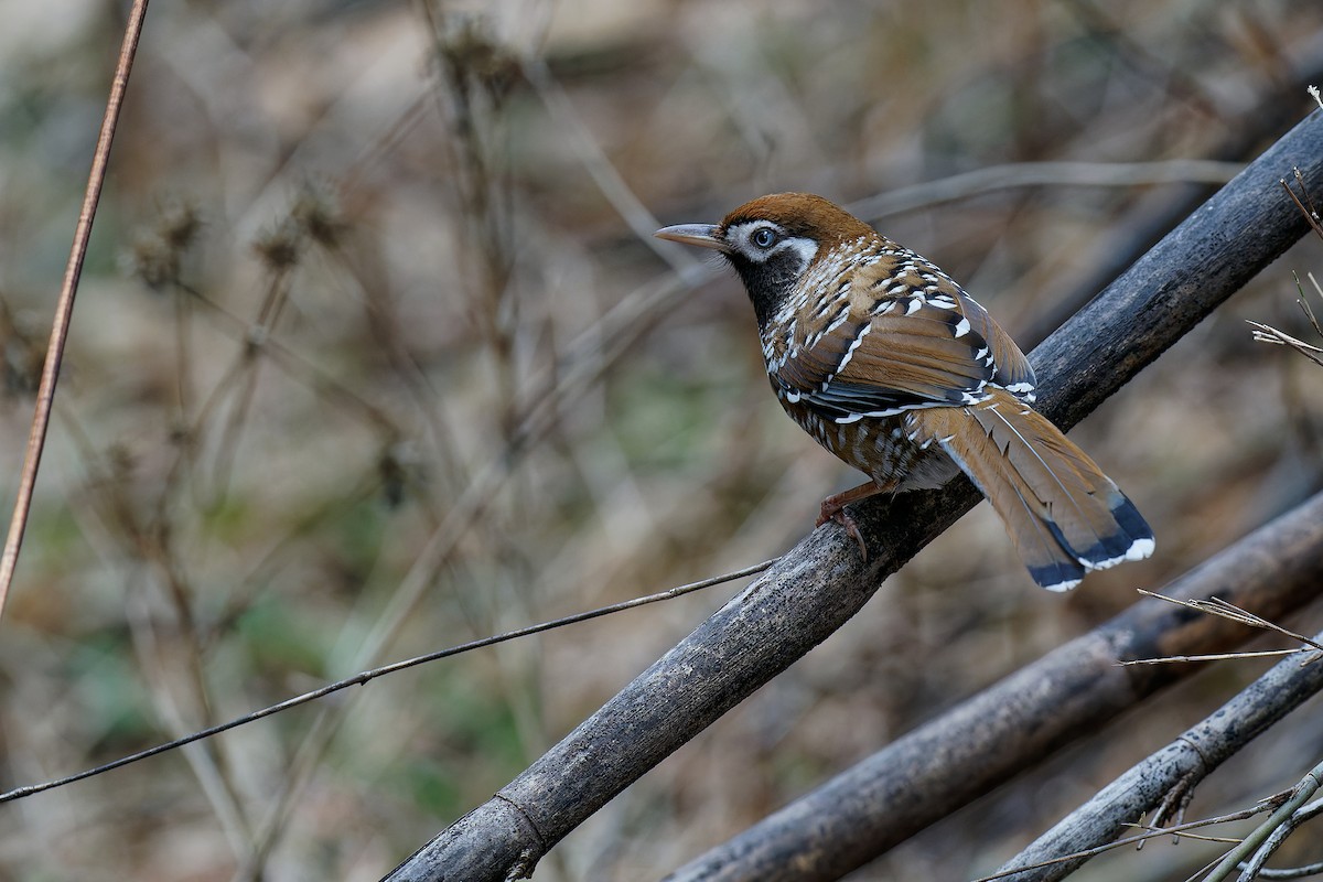 Biet's Laughingthrush - Vincent Wang